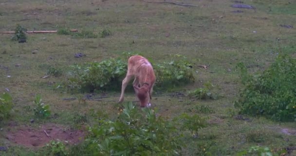 在倾盆大雨中 一头小公牛在一片绿色的牧场上吃草 一头棕色的小牛犊在绿色的草地上吃草 一头小公牛正在牧场上吃草 家庭畜牧业的概念 — 图库视频影像