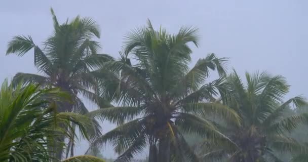 Tropický Liják Proti Šedé Zatažené Obloze Zelené Koruny Palem Kývající Royalty Free Stock Video