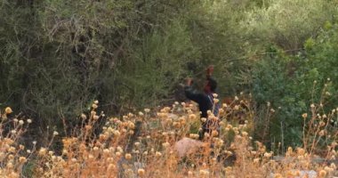 Erkek çiftçi olgun zeytinleri uzun sopayla koparır. İnsan uzun sopayla meyveleri kopararak zeytin toplar. Türkiye 'de zeytin hasadı kavramı. Kas, Türkiye - 10 Kasım 2022.
