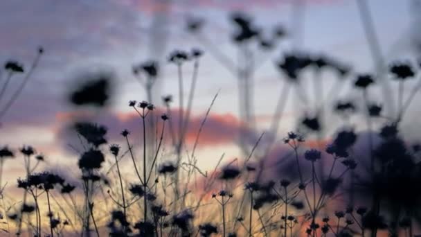 Yaban Çiçeklerinin Karanlık Ana Hatları Rüzgarda Sallanıyor Bulutlu Güzel Bir — Stok video