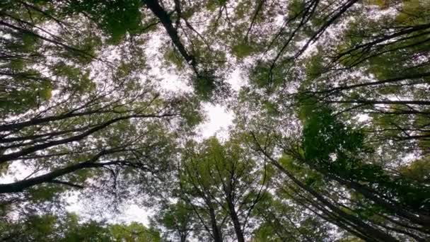 Schießen Von Unten Entlang Der Stämme Grüner Bäume Die Den — Stockvideo