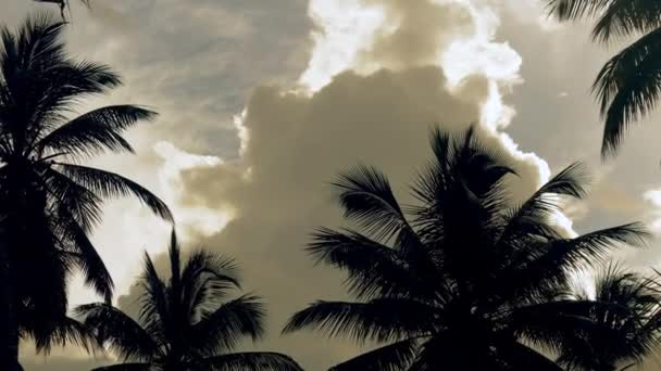 Zielone Korony Wysokich Palm Kokosowych Tle Zachmurzonego Zachodu Słońca Zachmurzone — Wideo stockowe