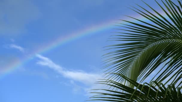 Grüne Zweige Einer Palme Vor Blauem Himmel Mit Einem Regenbogen — Stockvideo