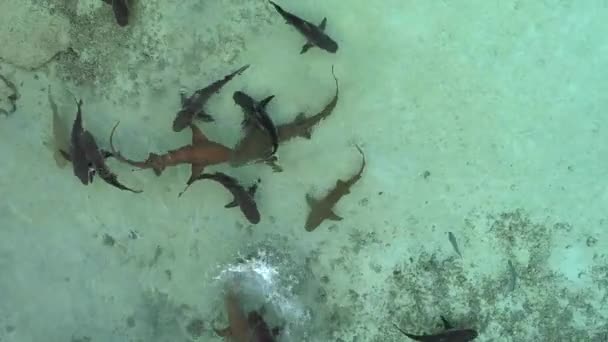 Flock Reef Sharks Various Sizes Swims Shallow Water Clear Sea — Stock Video