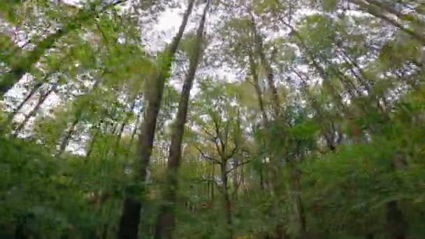Kamera Pohybuje Hustým Zeleným Lesem Úhel Kamery Zdola Nahoru Světle Stock Záběr