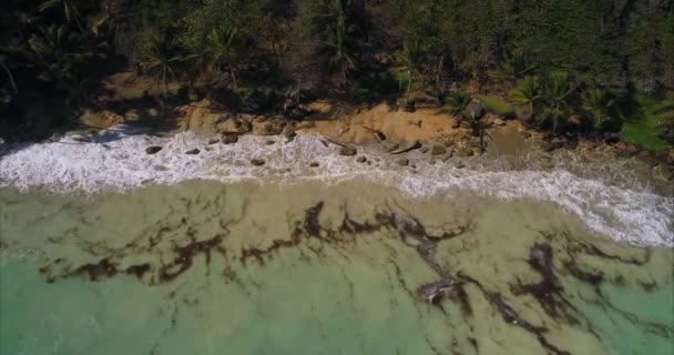 Пікантне Морське Серфінг Рухається Піщаному Пляжі Вирощеному Високими Зеленими Пальмами — стокове відео
