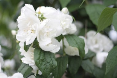 Close-Up of Apple Blossom Branch with Soft Focus  Bright and Fresh Spring Mood clipart