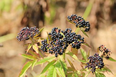 Sonbaharda Sambucus Nigra 'nın kara meyveleri