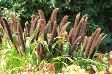 Bahçedeki bir çiçek tarlasında Pennisetum glaucum 'un kahverengi kızıl yüzlükleri.