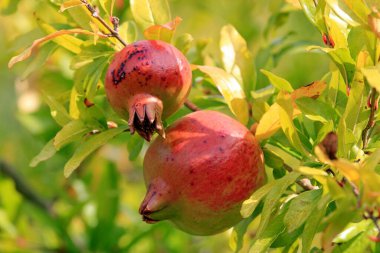 Olgunlaşmış nar meyveleri (Punica granatum) sonbaharda bulanık bir zemin üzerinde sarı yapraklarla