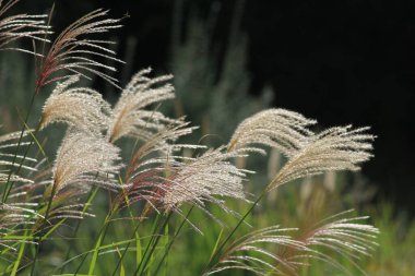 Sonbaharda parkta Miscanthus Sinensis 'in çimlere bulaşması