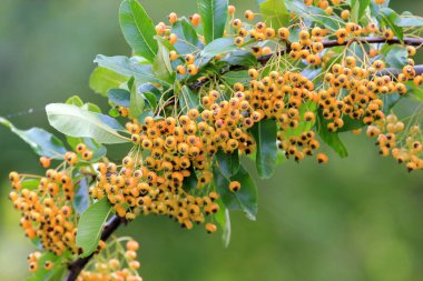 Olgun sarı Pyracantha meyveleri bulanık bir arka planda bir dalda