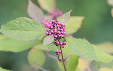 Sonbaharda bir dalda Callicarpa japonica 'nın leylak üzümleri