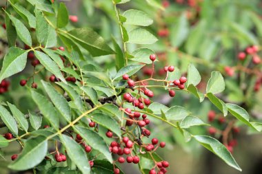 Zanthoxylum piperitum 'un kırmızı meyveleri bulanık bir arkaplanda ağaç dalları üzerinde