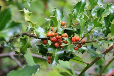 Sonbaharda Ilex aquifolium 'un olgunlaşmış meyveleri