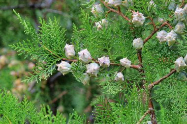 Genç kozalaklı Cupressus funebris şubesi