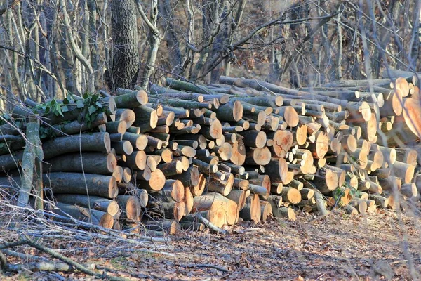 Brennholzernte Wald Baumstämme Gefällt — Stockfoto