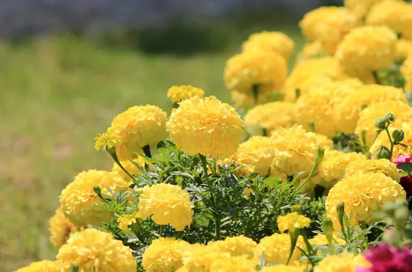 Gelbe Tagetes Blühen Auf Einem Blumenbeet Vor Verschwommenem Hintergrund — Stockfoto
