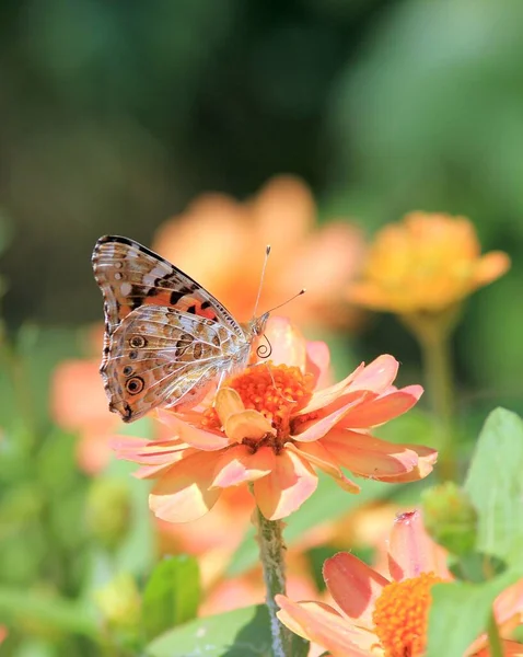Vanessa Cardui Schmetterling Auf Rosa Zinnia Blüten — Stockfoto