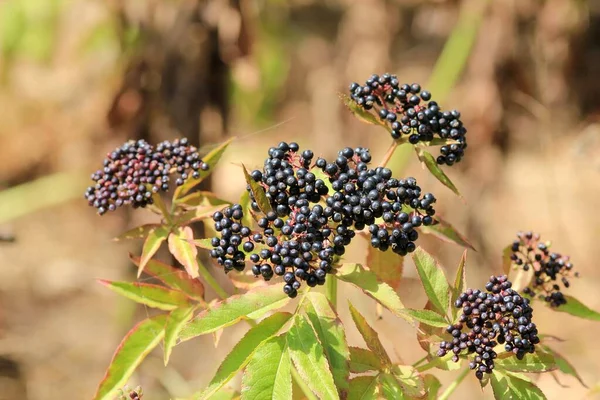 秋にサンブカス ニングラの黒い果実 — ストック写真