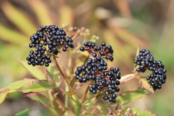 秋にサンブカス ニングラの黒い果実 — ストック写真