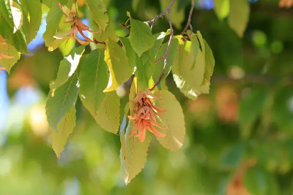 森の枝にあるホーンビームの果実と葉 — ストック写真