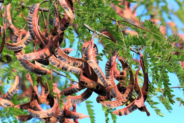 stock image Fruits of Gleditsia caspica ripening on branches