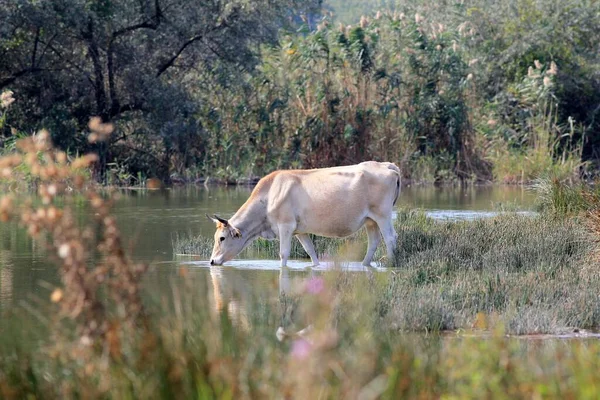 Una Vaca Blanca Bebe Agua Lago — Foto de Stock