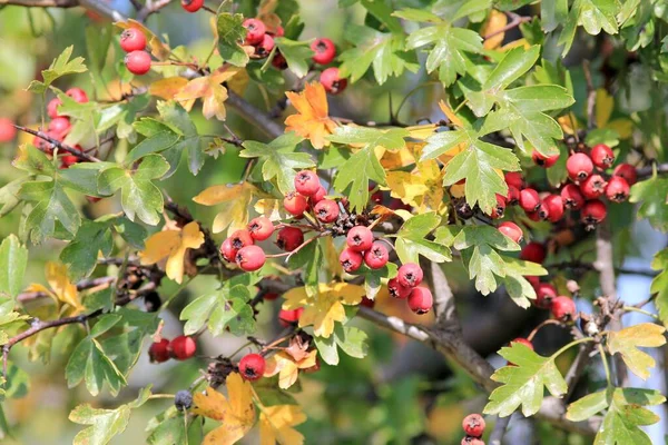 秋天在树枝上成熟的山楂果实 — 图库照片
