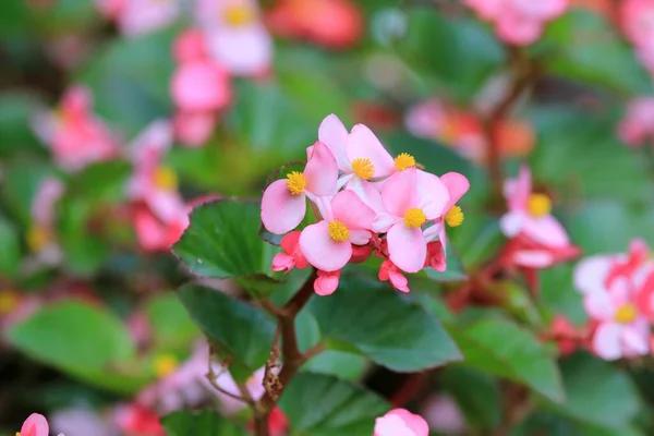 Begonia Flowers Flowerbed Blurry Background — Stock Photo, Image