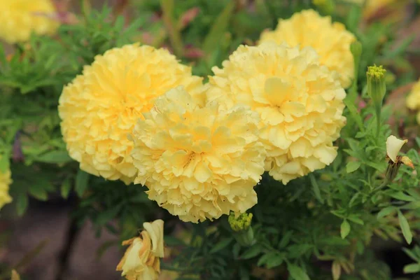Yellow Tagetes Flowers Blurry Background Park — Stock Photo, Image