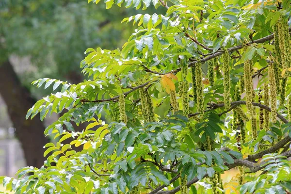 公園内のペタカロヤ フレキシニフォリアの枝の葉と種 — ストック写真