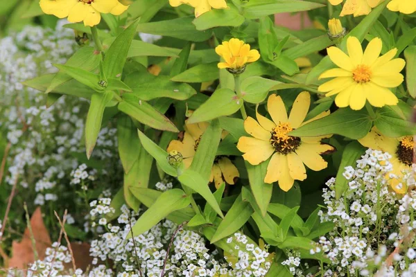 Bulanık Bir Arkaplanda Çiçek Tarhında Sarı Zinyalar — Stok fotoğraf