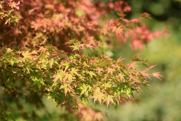 Восени Листя Acer Palmatum Гілках Розмитому Фоні — стокове фото