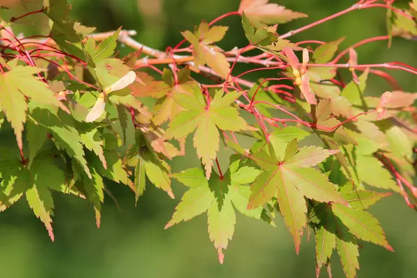 枝の上のAcer Palmatumの秋の葉はぼやけた背景 — ストック写真