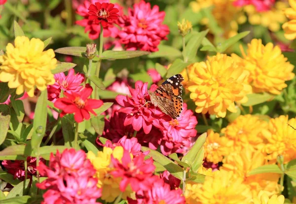 Butterfly on pink zinnias in the park on a blurry background