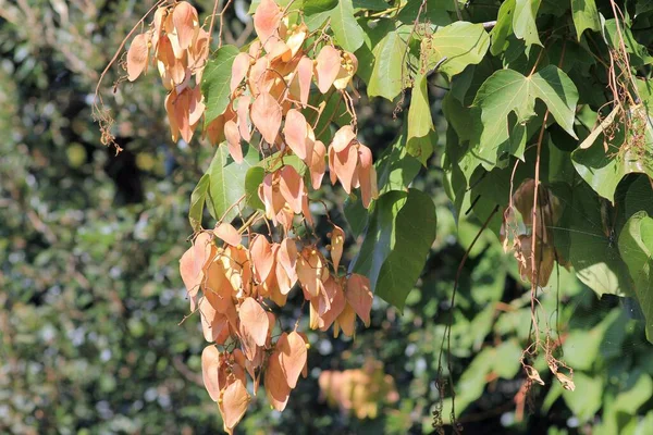 秋にはファーミアナシンプレックスツリーの種子と葉 — ストック写真