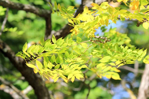 Leaves Gymnocladus Dioicus Tree Autumn — Stock Photo, Image