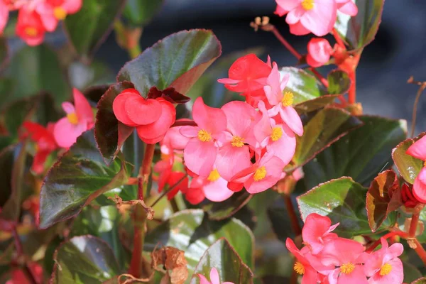 Rózsaszín Begonia Virágok Közelkép Elmosódott Háttér — Stock Fotó