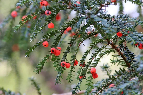 Ripening Fruits Taxus Baccata Branches Blurry Background — Stock Photo, Image