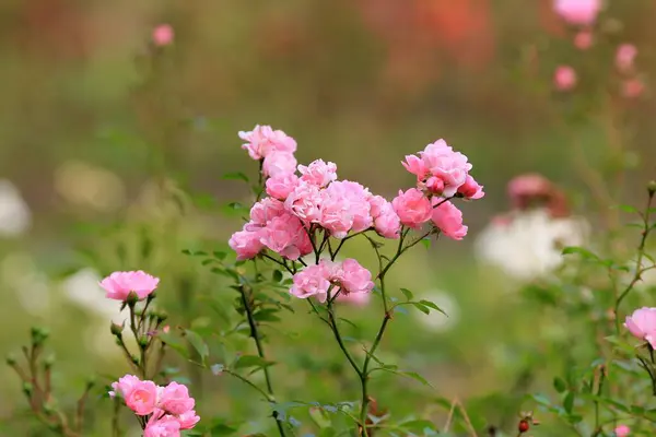 Zarte Rosa Rosen Auf Verschwommenem Hintergrund — Stockfoto
