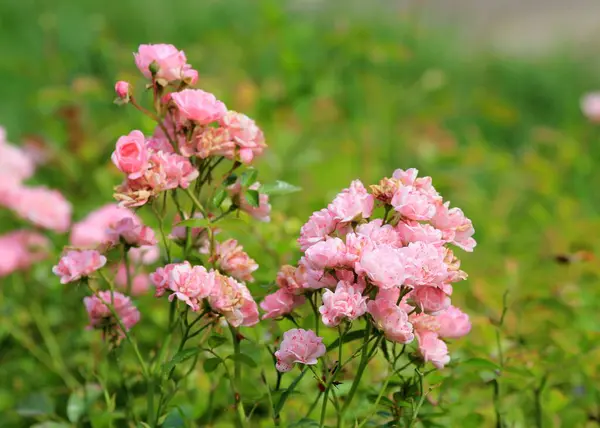 Zarte Rosa Rosen Auf Verschwommenem Hintergrund — Stockfoto