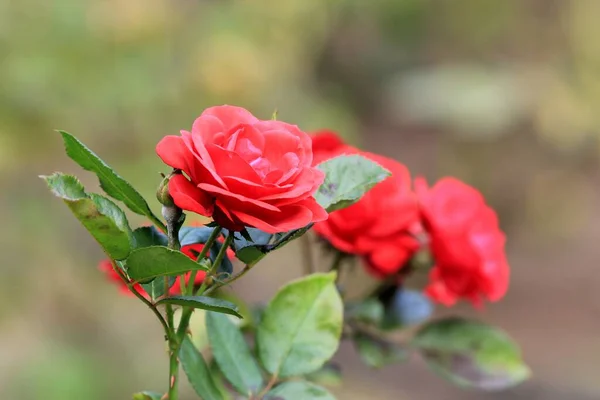 Rosas Rojas Otoño Parque Sobre Fondo Borroso —  Fotos de Stock