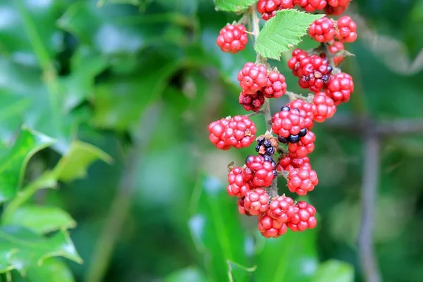 葉がぼやけている枝に赤いブラックベリーの果実 — ストック写真