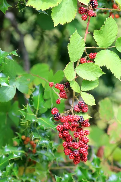 葉がぼやけている枝に赤いブラックベリーの果実 — ストック写真