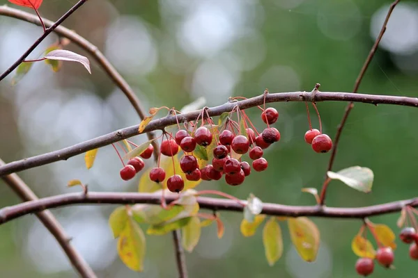 秋に枝にマルスSargentii果実 — ストック写真