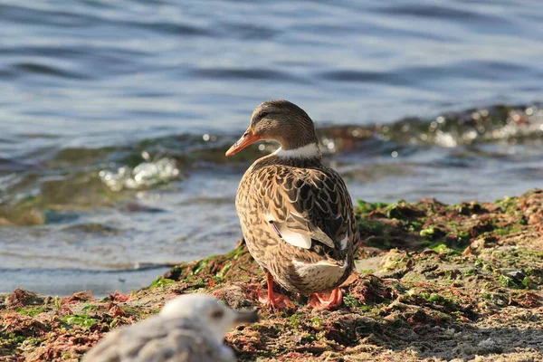 Anas platyrhynchos ducks on the Black Sea coast in Varna (Bulgaria) for the winter
