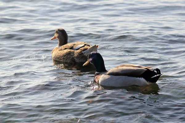 Anas platyrhynchos ducks on the Black Sea coast in Varna (Bulgaria) for the winter