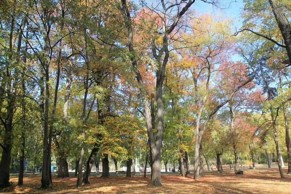 Słoneczny Jesienny Dzień Nadmorskim Parku Warna Bułgaria — Zdjęcie stockowe