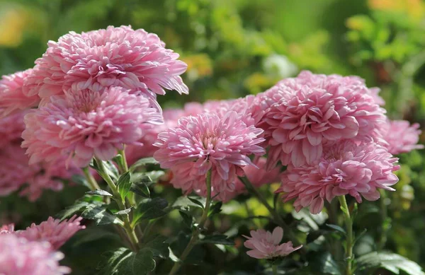 stock image Beautiful chrysanthemums close-up in the garden